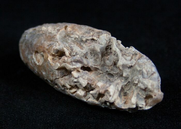 Agatized Pinecone From Morocco - Eocene #1691